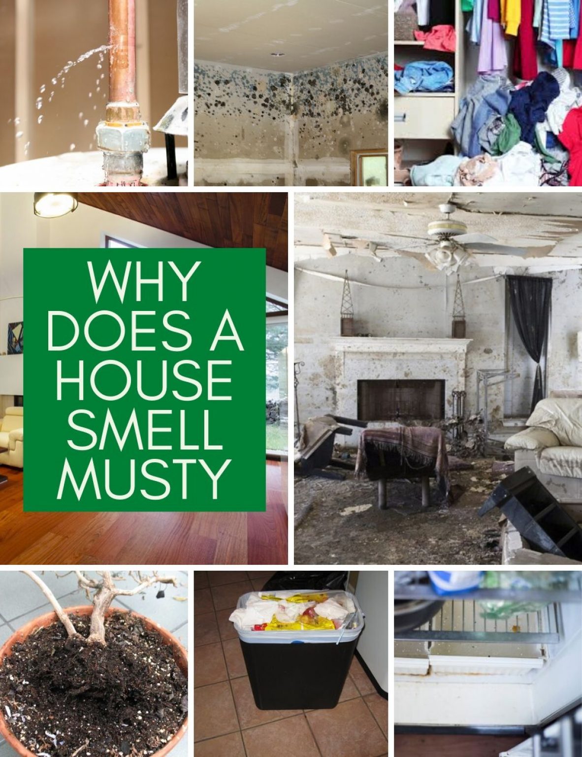 House Smell Musty Why And How To Get Rid Of It