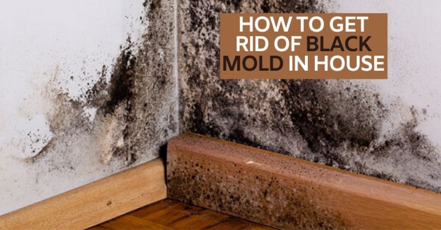 How To Get Rid Of Black Mold In House Expert's Solution