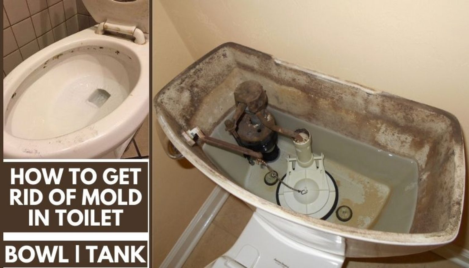 How to Get Rid of Mold in Toilet Causes & Solutions