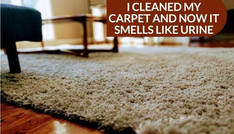 I Cleaned My Carpet and Now It Smells Like Urine | Why & How