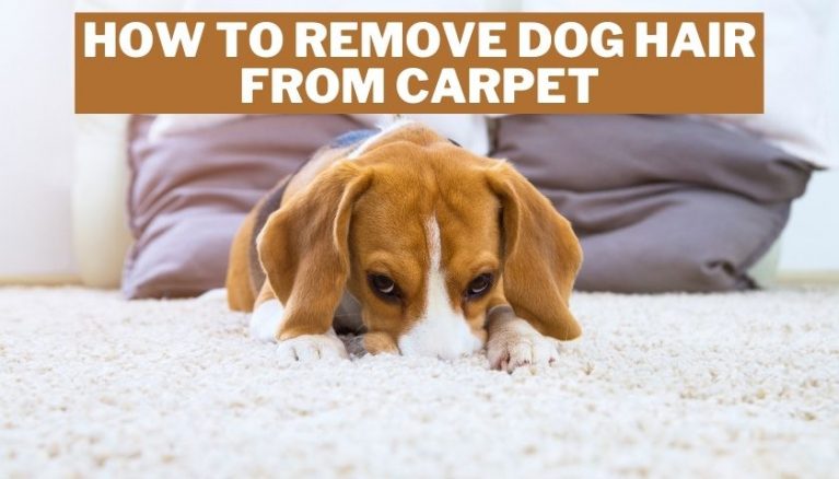 How to Remove Dog Hair from Carpet | With & Without a Vacuum