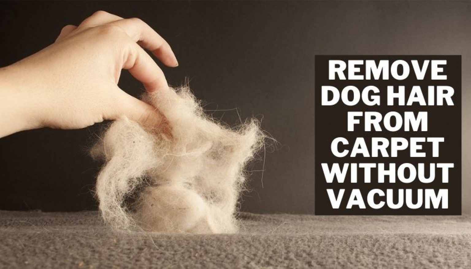 How to Remove Dog Hair from Carpet | With & Without a Vacuum