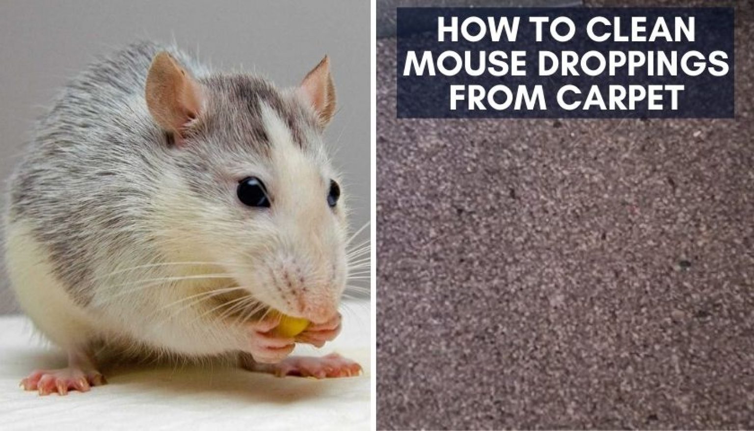 How to Clean Mouse Droppings from Carpet | 7 Safest Steps