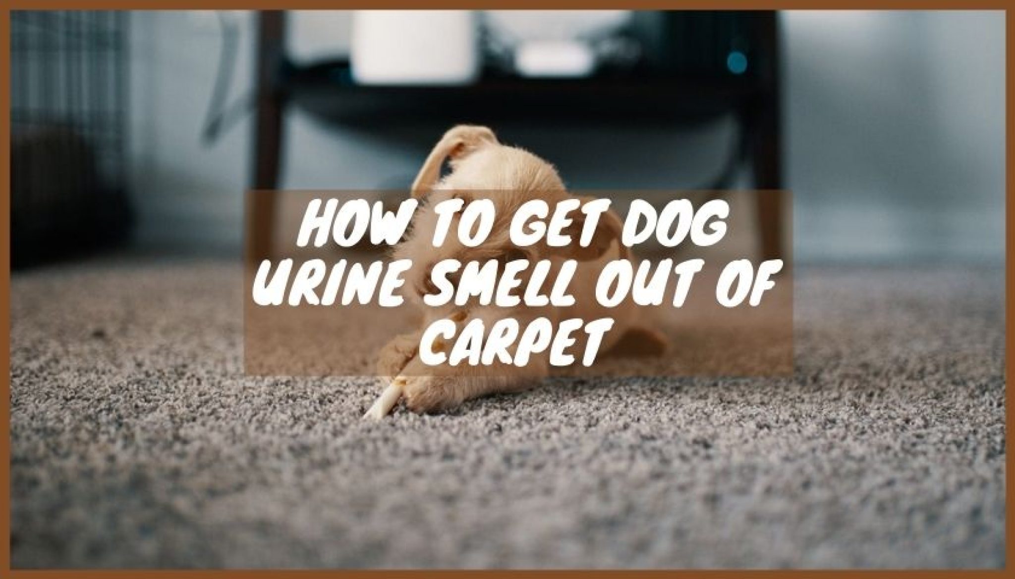 how-to-get-dog-urine-smell-out-of-carpet-3-effective-ways